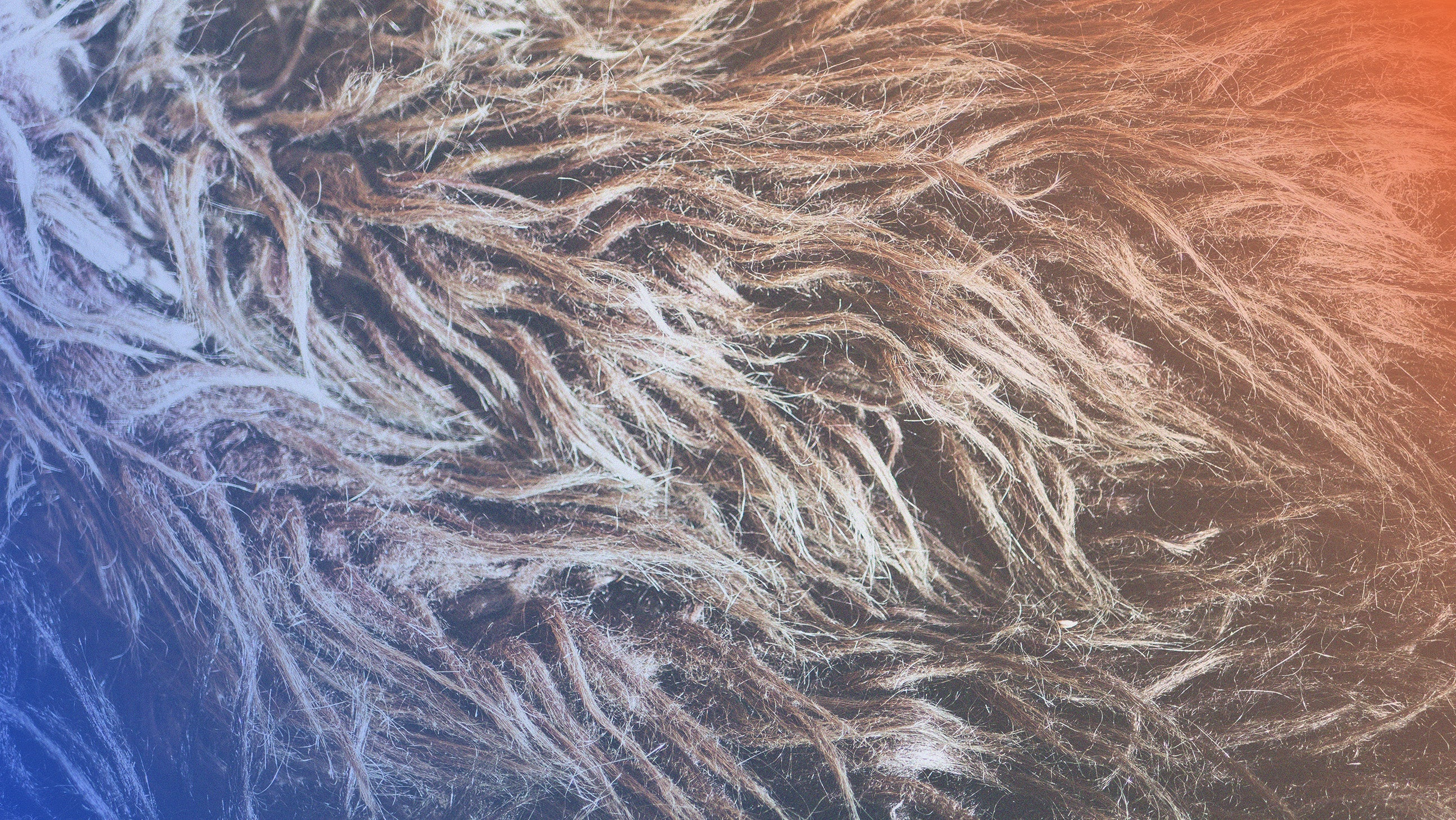 Hair Lice.